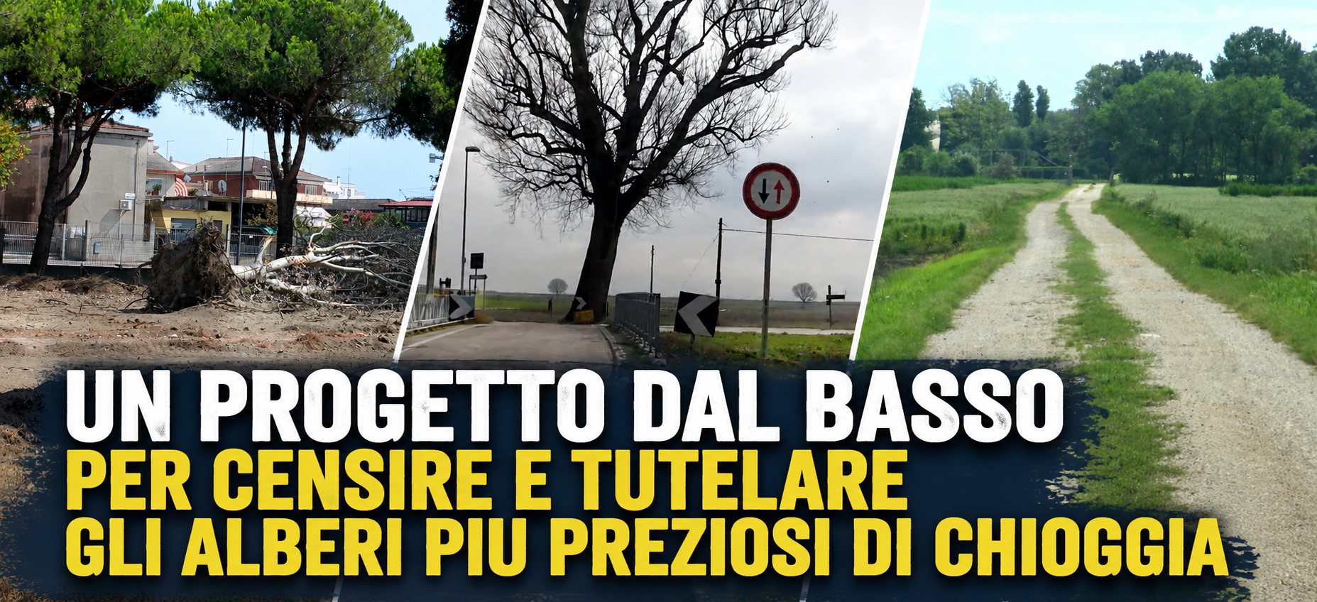 UN PROGETTO DAL BASSO PER CENSIRE E TUTELARE GLI ALBERI PIU PREZIOSI DI CHIOGGIA