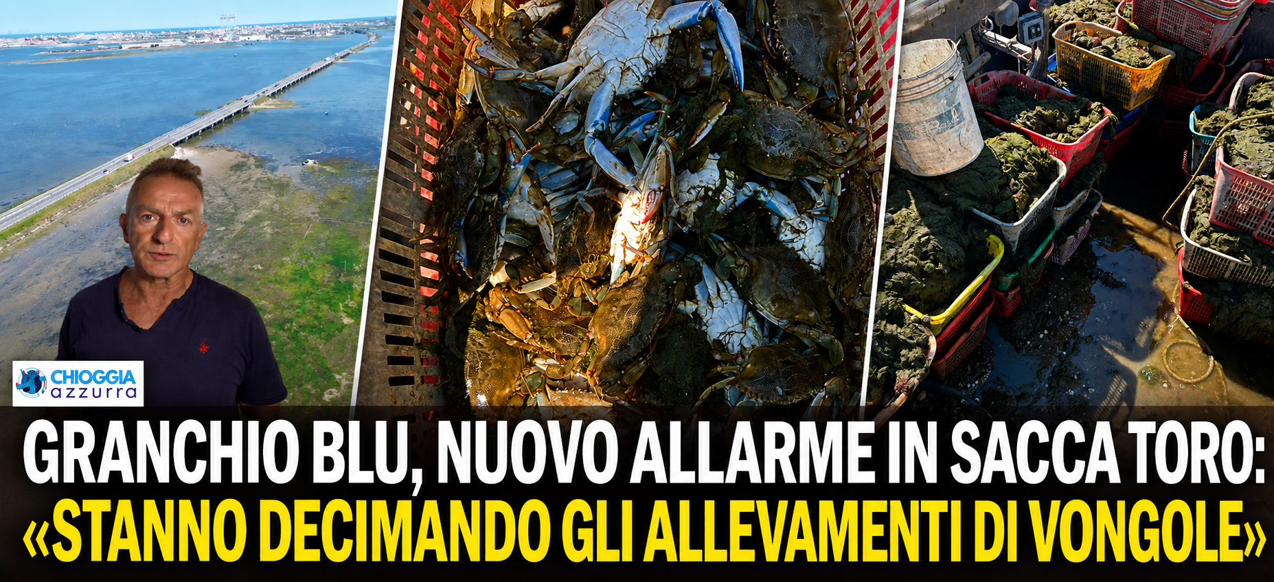 GRANCHIO BLU, NUOVO ALLARME IN SACCA TORO: «STANNO DECIMANDO GLI ALLEVAMENTI DI VONGOLE»